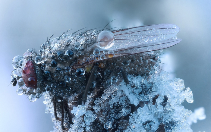 Не переживай, скоро я оттаю и буду жужжать в той комнате, где ты спишь, без остановки!