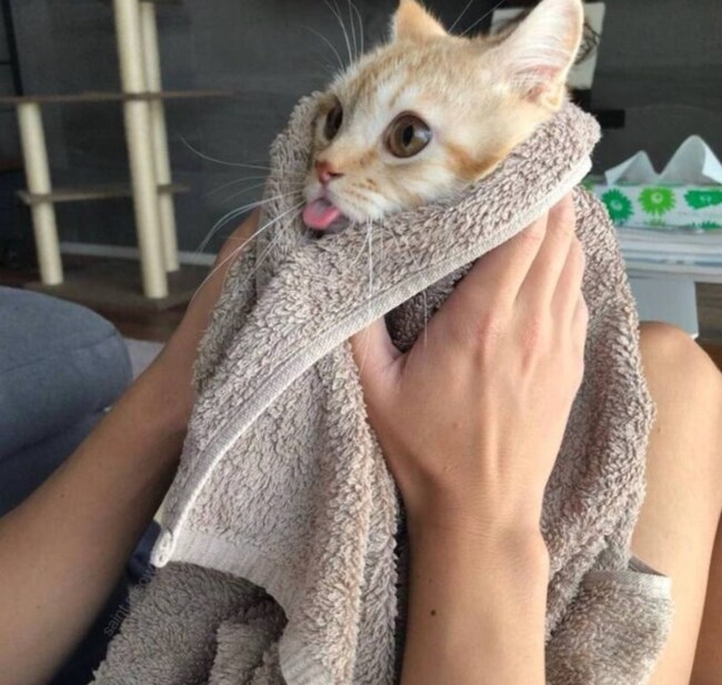   : <!--noindex--><a href="https://pikabu.ru/story/pomyit_no_ne_slomlen__11220477?u=https%3A%2F%2Ft.me%2Fkotiki_vs%2F5484&t=https%3A%2F%2Ft.me%2Fkotiki_vs%2F5484&h=0314d0b58e630c1b11874e1ec87e973b1e3847ec" title="https://t.me/kotiki_vs/5484" target="_blank" rel="nofollow noopener">https://t.me/kotiki_vs/5484</a><!--/noindex-->