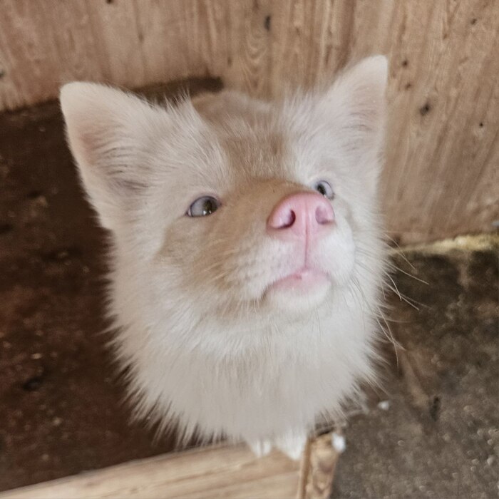 Сакура. Окарас крем.