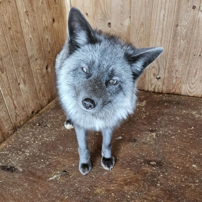 Кристофер. Окрас жемчуг.