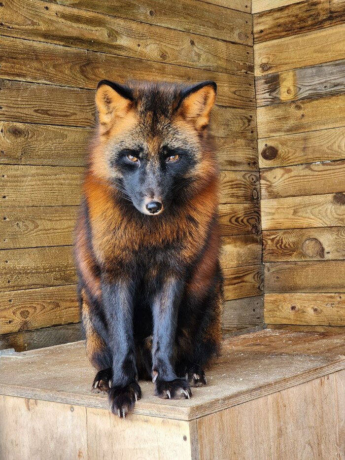 Хати. Окрас чернобурка.