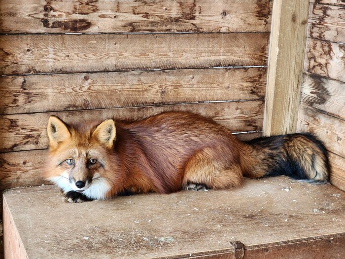 Яшка. Окрас огнёвка.