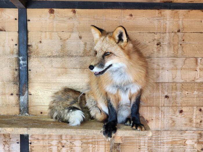 Виски. Окрас красный. Лисица из ИЦига