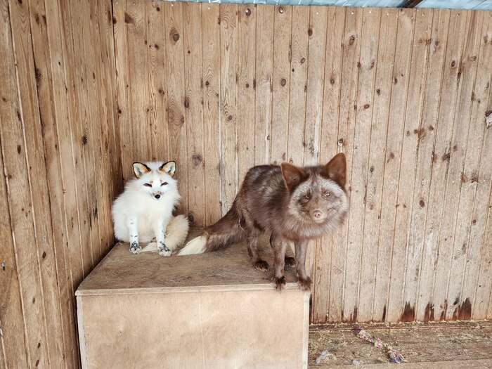 Аляска. Окрас красный снег. Тим. Окрас Бургунди.