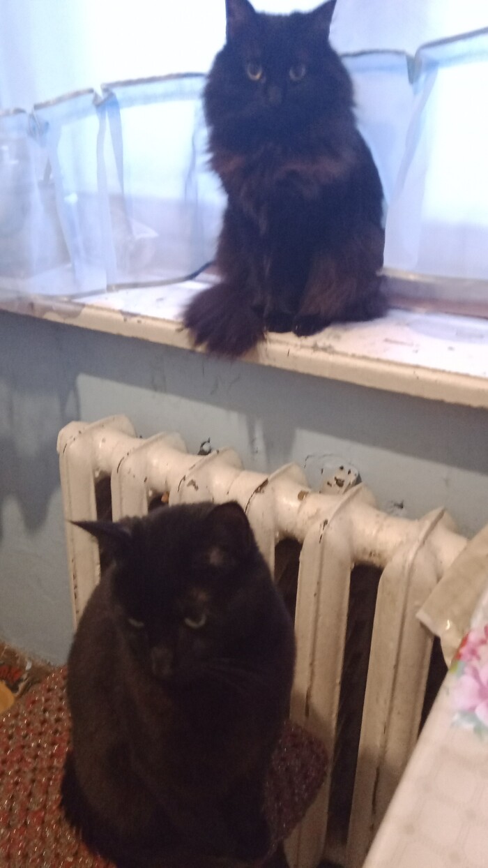 Чернявые попрошайки