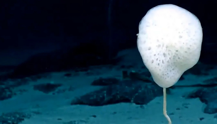 В зависимости от вида, стеклянные губки имеют самые разные формы и размеры. Некоторые выглядят как воздушные шарики на ниточках.