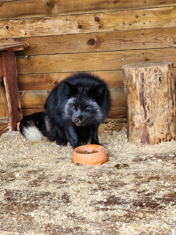 ����. ����� �����������-������