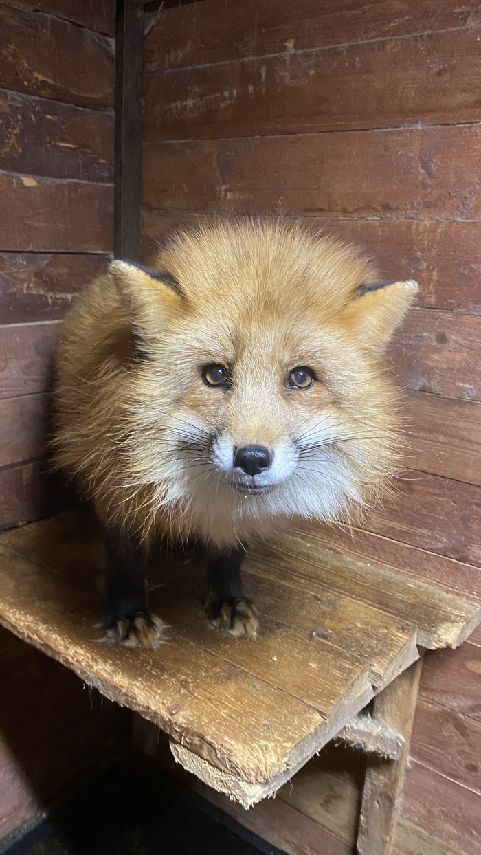 �����. ����� ��������