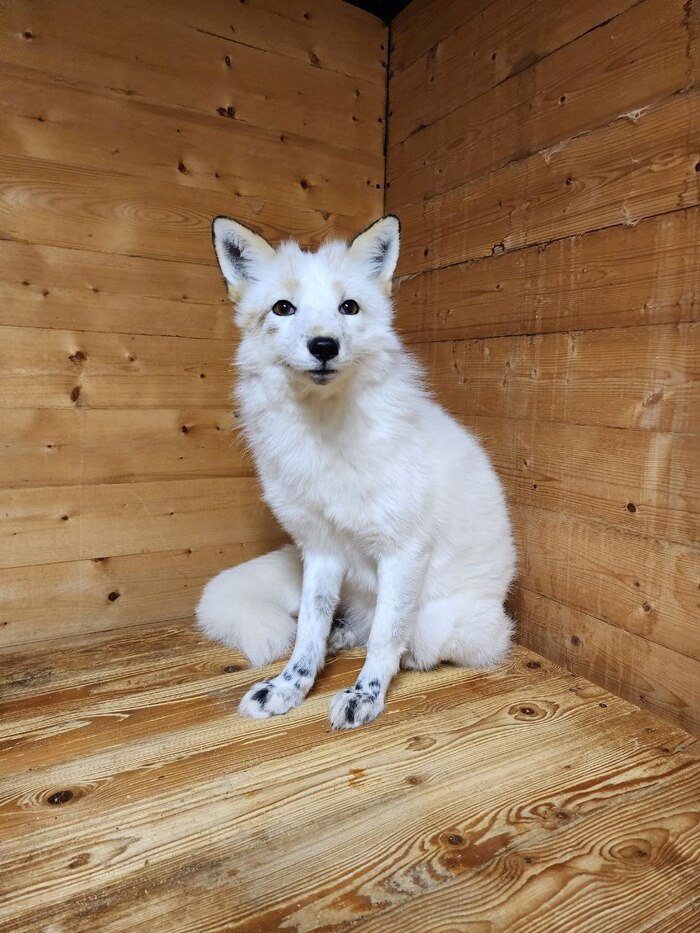 ����. ����� �������� ����