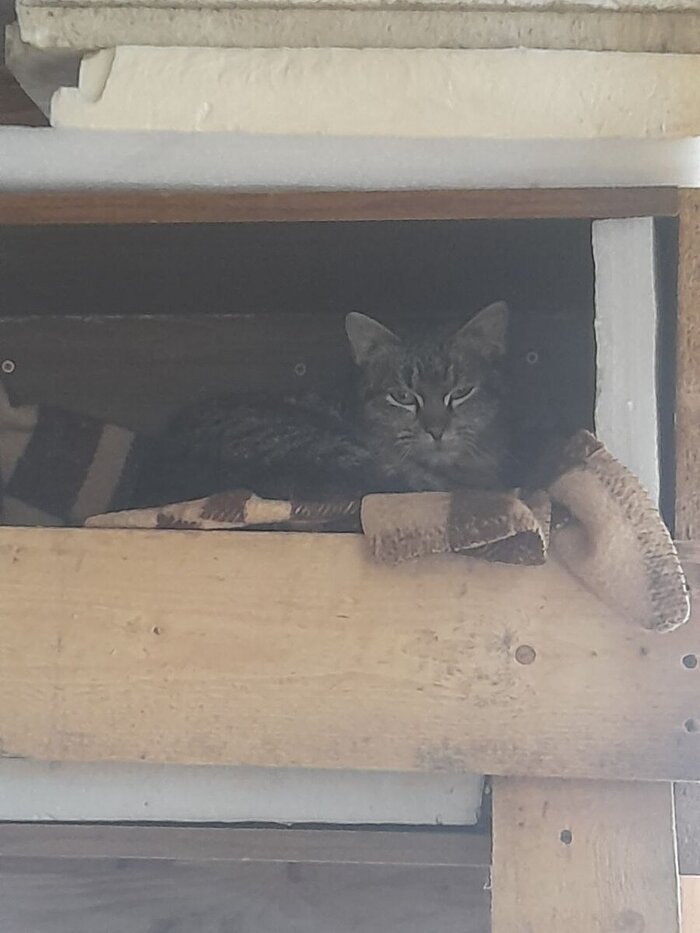 Трус, Балбес и… Сасиска Домашние животные, Передержка, Доброта, Собачники, Коты и собаки вместе, Длиннопост, Кот