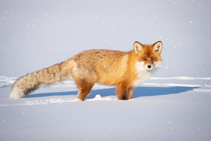 Солнечная ванна. Фото: <a href="https://pikabu.ru/story/ryizhaya_krasotka_11224599?u=https%3A%2F%2Frtraveler.ru%2Fphoto%2F1449671%2F%3Fauthor_photos%3D1&t=%D0%BE%D1%82%D1%81%D1%8E%D0%B4%D0%B0&h=ef1e7f6cf2d5c9241885029f9eceedf82d91e55c" title="https://rtraveler.ru/photo/1449671/?author_photos=1" target="_blank" rel="nofollow noopener">отсюда</a>