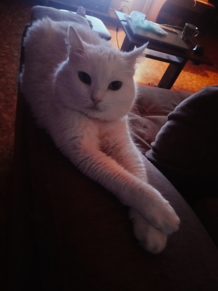 Маня, кошка, которую нам подбросили под забор. Она вопила, я пошла помотреть, ну так и осталась)