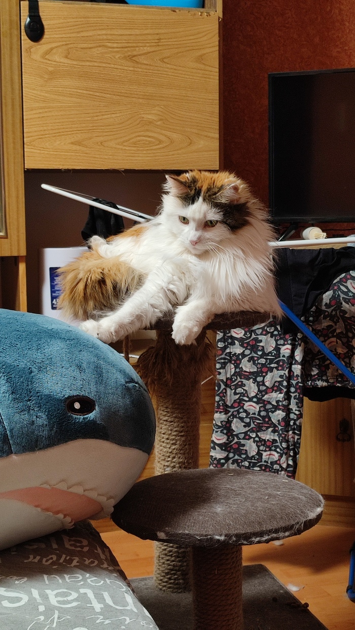 Волосатый демон ищет плюсы