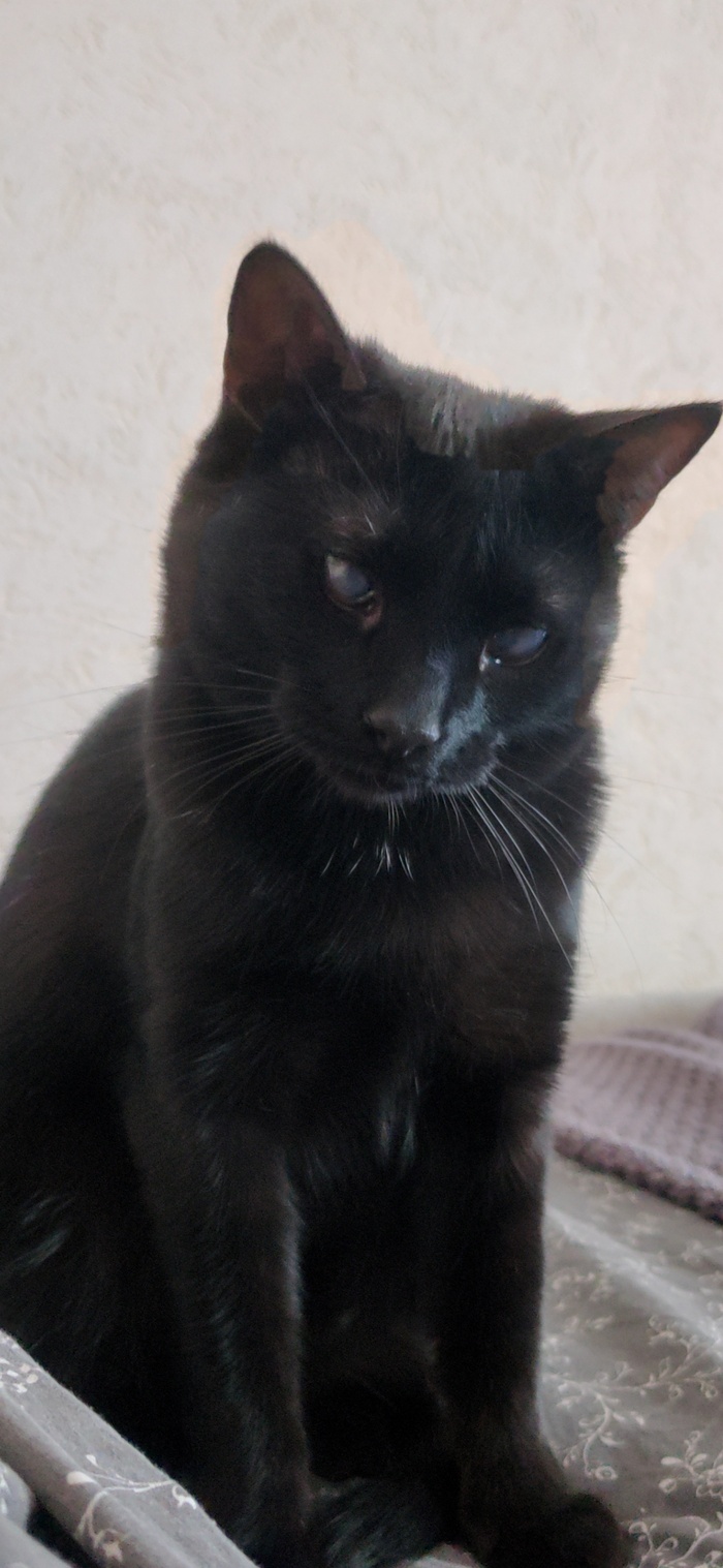 Своего подслеповатого Мормонта тоже хочу показать:)