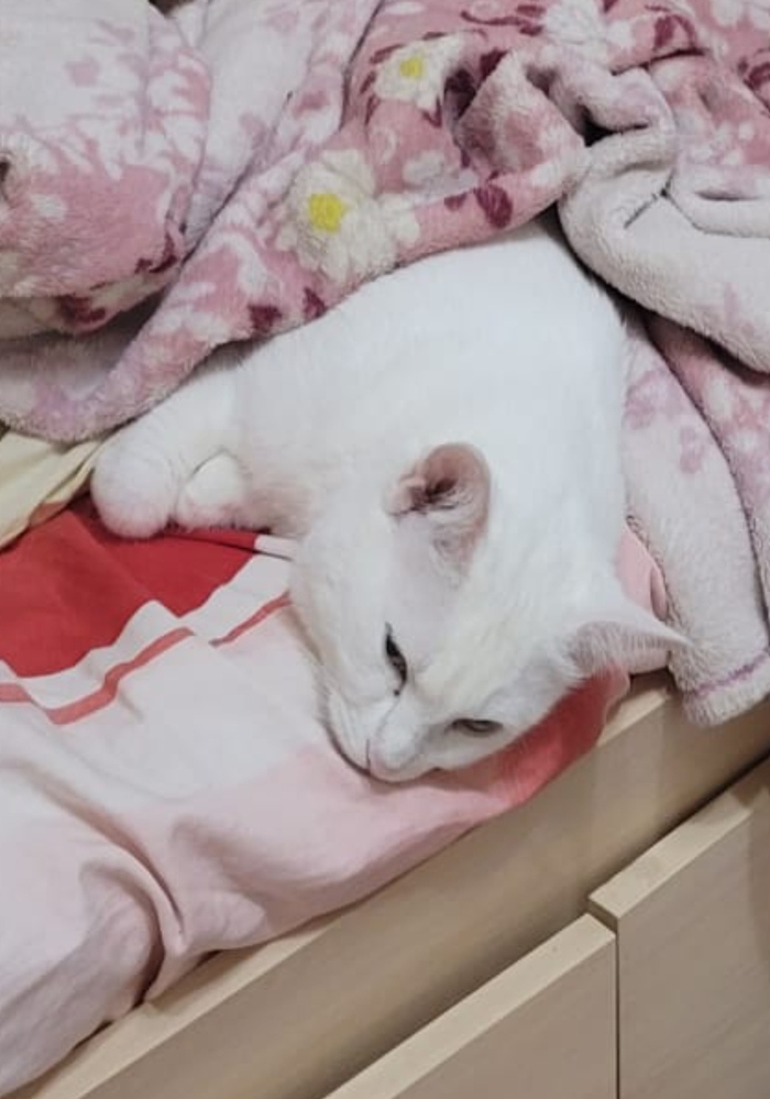 А вот моя кошатина на плюсование!