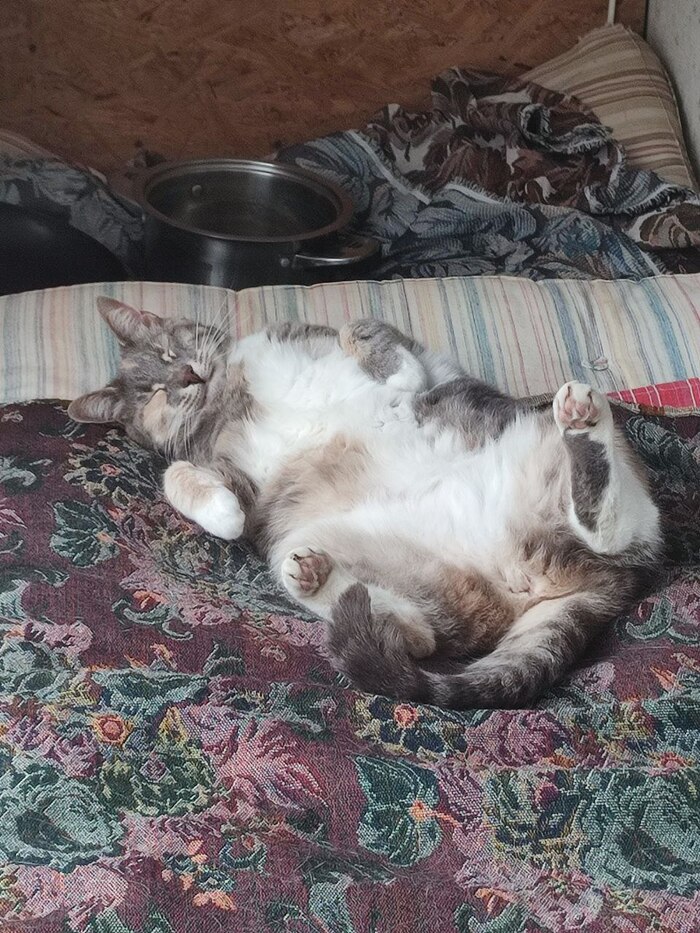 Кошка Василиса