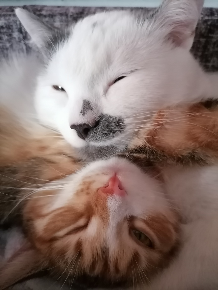 Котабу, или котопост