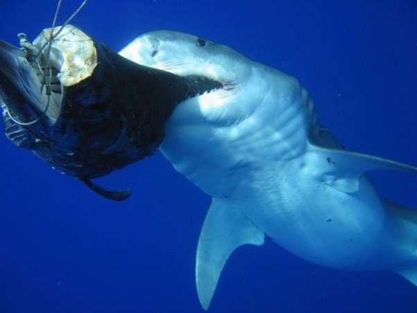 На вопрос «рыба» или «курица», гангская акула с уверенностью ответила бы «рыба»!