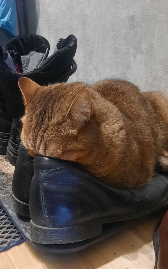 У всех нормальные коты...