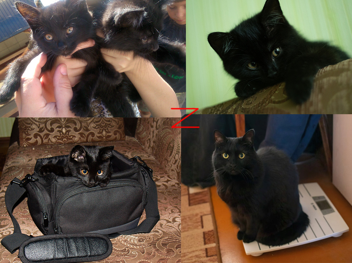 ����. ��� �������� - 2016. ����� � ������� �� ������� � ������ �� ��������� �� 100 ������. 