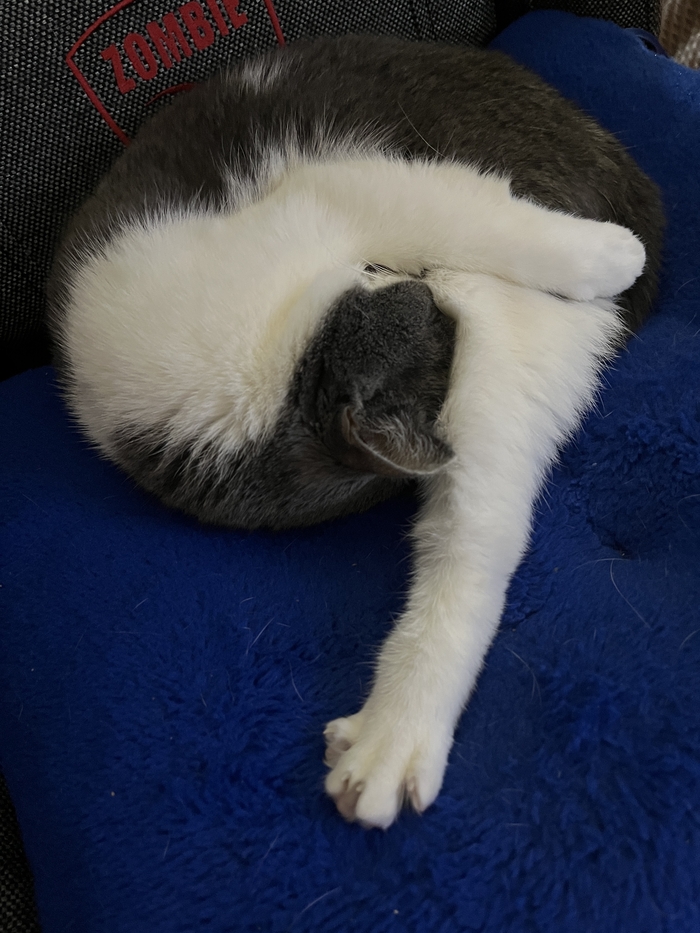 Кошка-запятая :)