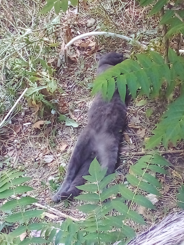 пух на природе