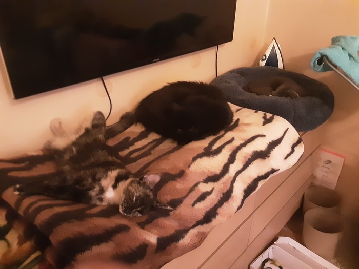 Все кошачье семейство в сборе отдыхает после дебоширства