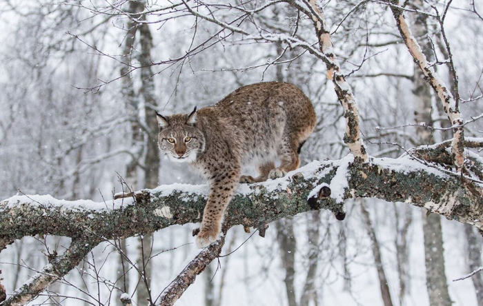 О, здравствуй, путник. Приглашаю тебя на обед с тобой в роли главного блюда!