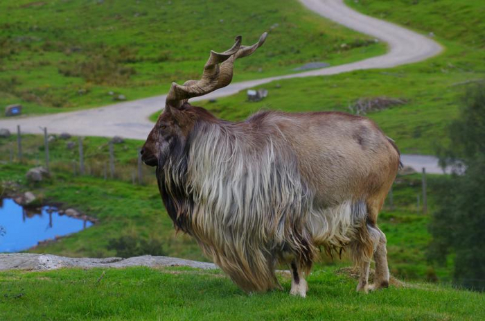 Ну и чем вам не лев с такой-то гривой!