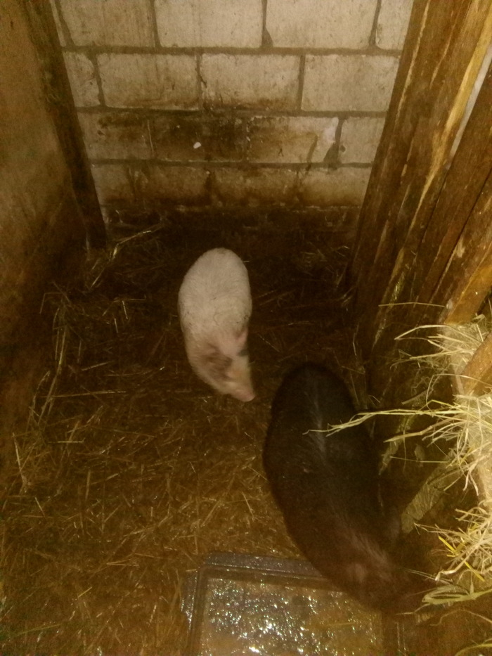 Третий в кадр не попал, а гонять я их не стала, чтобы они в одном углу были