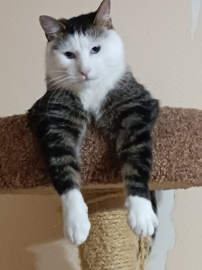 ��� ���, ����� II