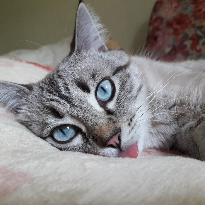 ������ ������ �� ������