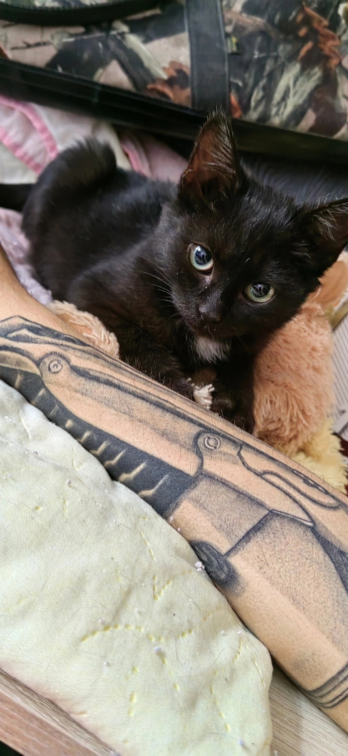 А знаете что? У меня тоже классный кот!