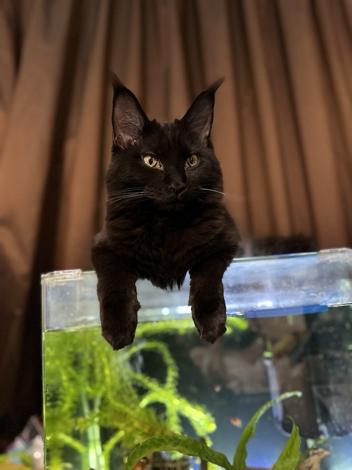 ������ �������� ����� ����