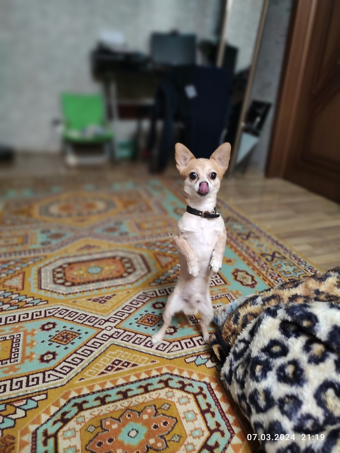 А это мой котик