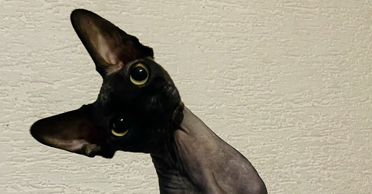 Придирчивый заказчик | Пикабу