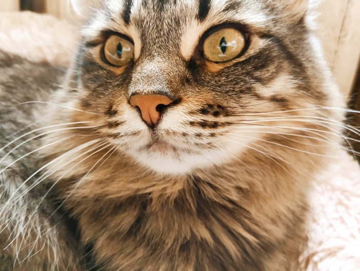 Хвостатая банда Кот, Без рейтинга, Помощь животным, Длиннопост