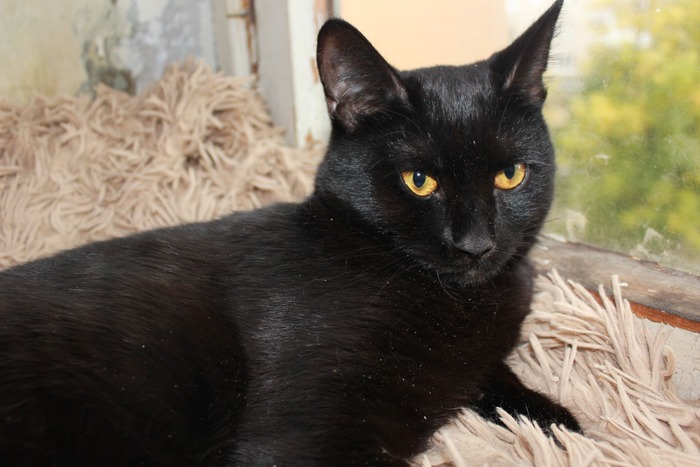 Хвостатая банда Кот, Без рейтинга, Помощь животным, Длиннопост