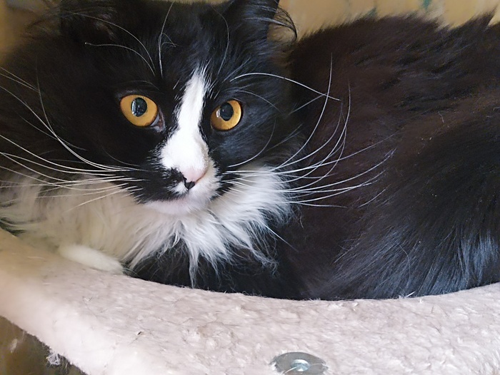 Хвостатая банда Кот, Без рейтинга, Помощь животным, Длиннопост