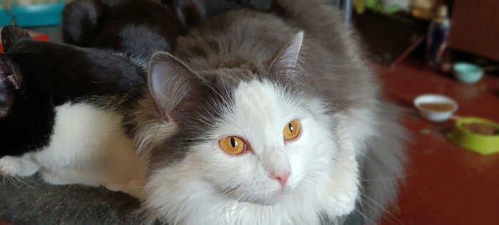 Хвостатая банда Кот, Без рейтинга, Помощь животным, Длиннопост