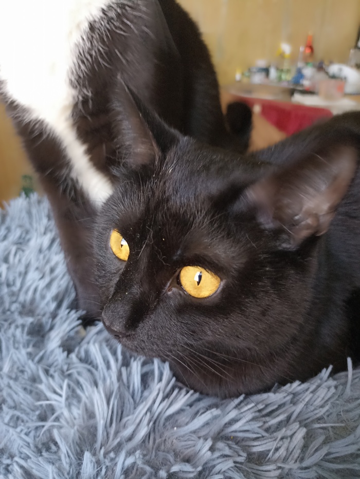 Хвостатая банда Кот, Без рейтинга, Помощь животным, Длиннопост