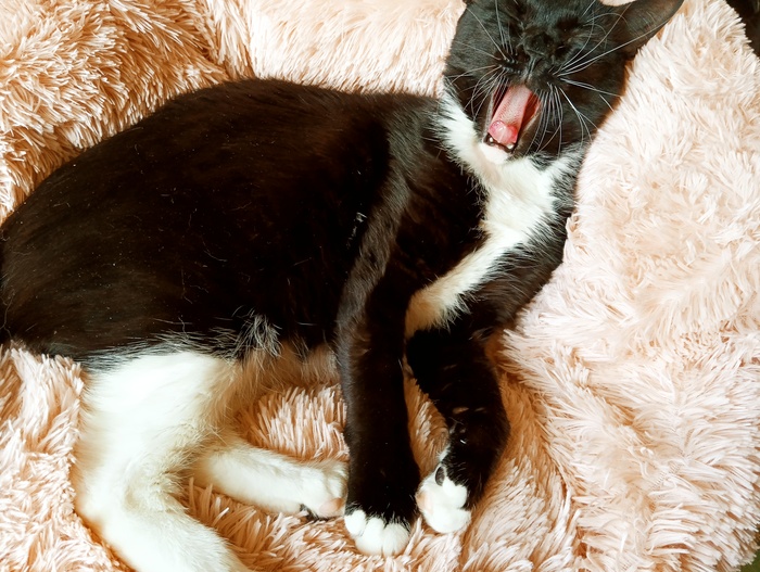 Хвостатая банда Кот, Без рейтинга, Помощь животным, Длиннопост