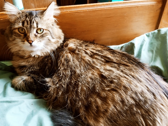 Хвостатая банда Кот, Без рейтинга, Помощь животным, Длиннопост