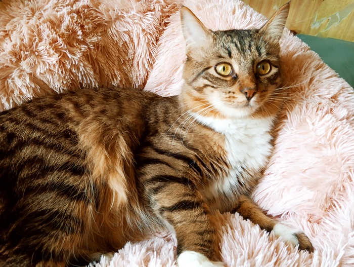 Хвостатая банда Кот, Без рейтинга, Помощь животным, Длиннопост