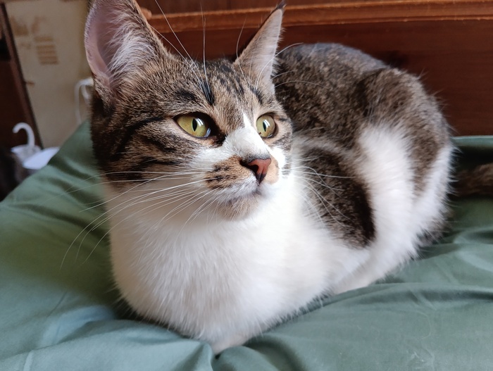 Хвостатая банда Кот, Без рейтинга, Помощь животным, Длиннопост