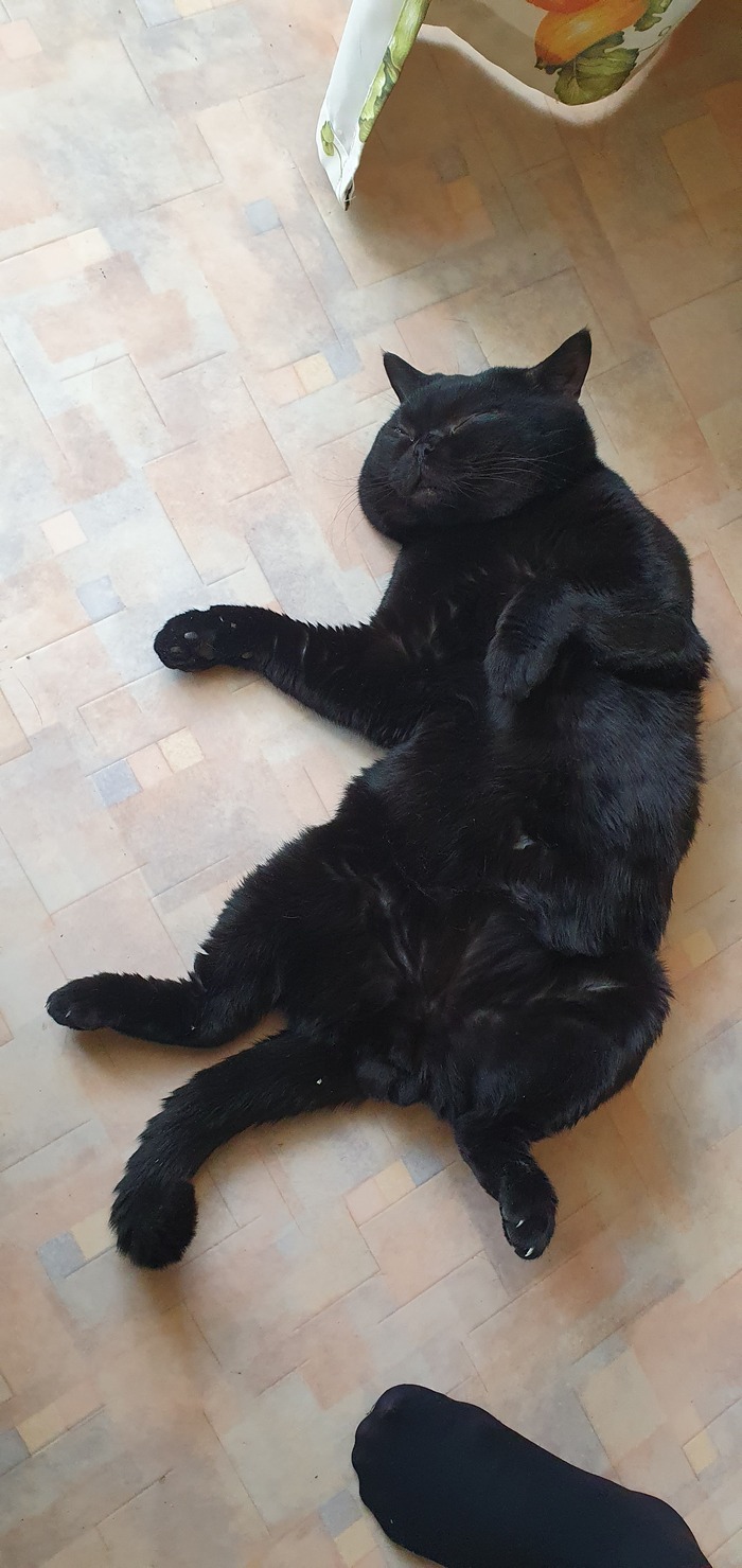 Голодный обморок Волна постов, Кот, Британский кот, Длиннопост