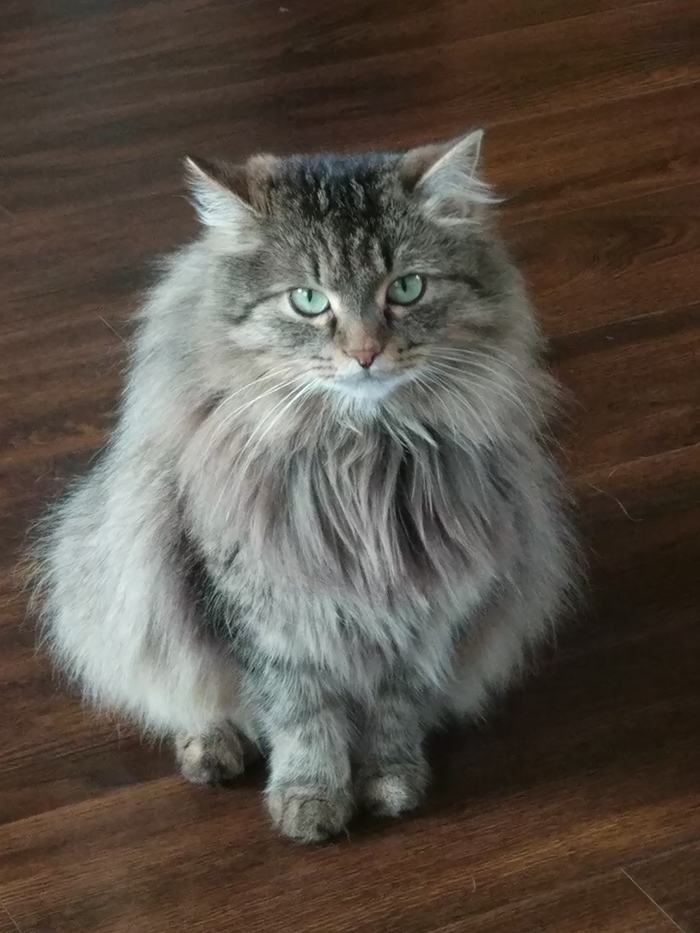 Кошка-пуховик