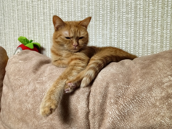 Моя кошка Веснушка тоже пожелала участвовать в негласном конкурсе для котеек