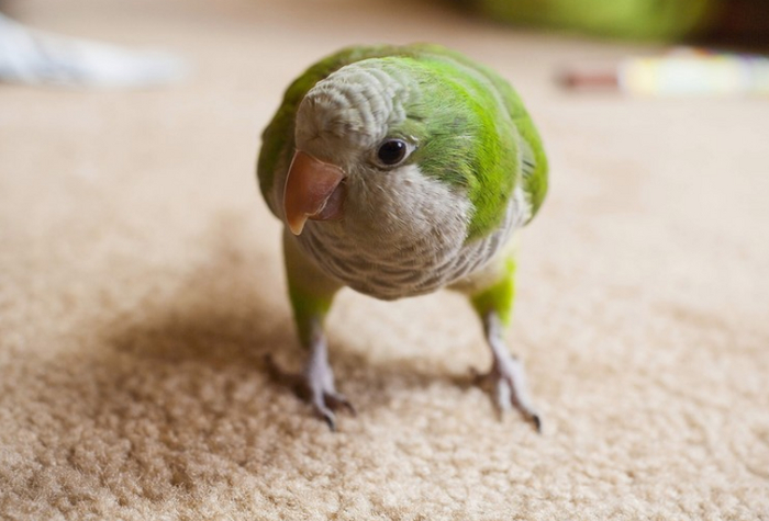 ������� �����.