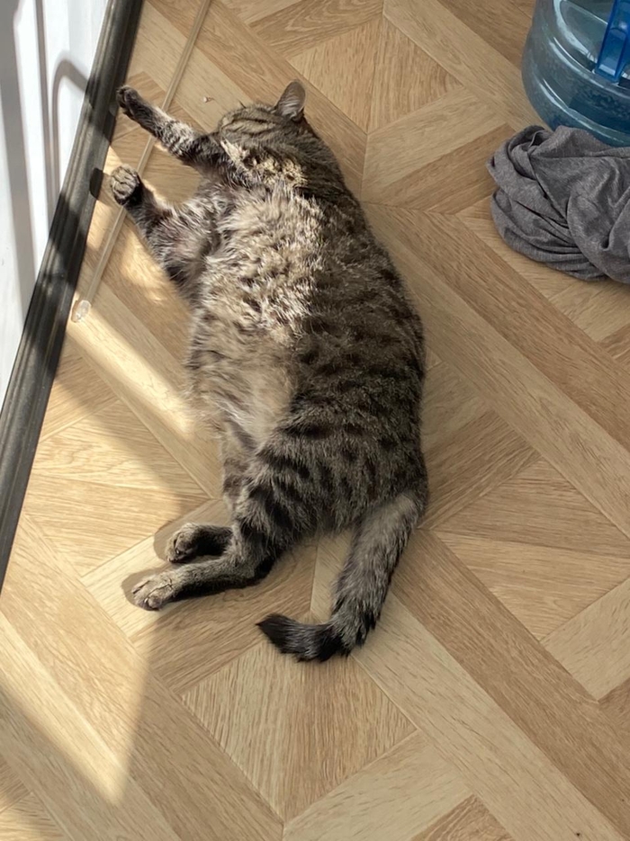 В этой волне явно не хватает толстой и старой кошки